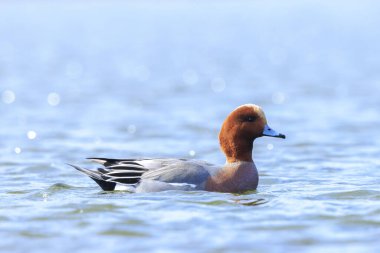Avrasyalı bir erkek mareca penelope su üzerinde yüzüyor
