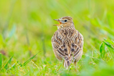 Avrasya tarla kuşu, Alauda arvensis, parlak güneş ışığında yürüyen bir çayırda.