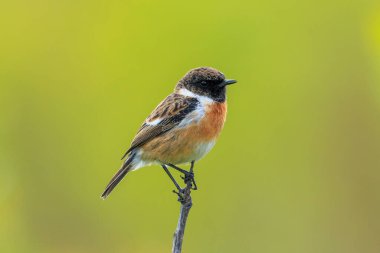 Stonechat, Saxicola rubicola, sabah güneşinde şarkı söyleyen erkek kuş.