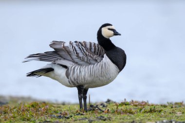 Barnacle kaz Branta leucopsis yürüyüş ve güneşli bir günde bir çayırda yiyecek arama Close-up