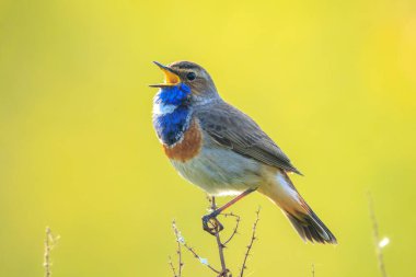 Mavi boğazlı erkek kuş Luscinia svecica siyanecula üreme mevsiminde dişiyi cezbetmek için şarkı söylüyor.