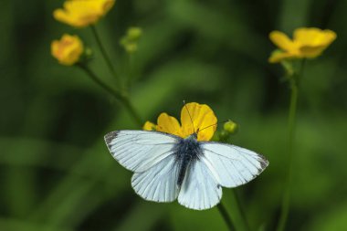 Küçük beyaz Pieris kelebek, ormandaki sarı düğün çiçeği nektarını besler.