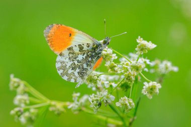 Anthocharis cardamines Orange tip male butterfly resting in sunlight top view with wings opened, foraging. clipart