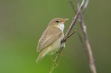 Bataklık bülbülü, Akrocephalus palustris, tarlada öten kuş.