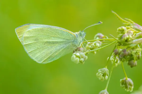 Stock image Small white, Pieris rapae, butterfly feeding nectar from a flower in a forest