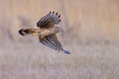 Dişi Hen harrier, Circus siyaneus, ya da kuzey harrier soğuk bir kış boyunca çayırda avlanıyor.
