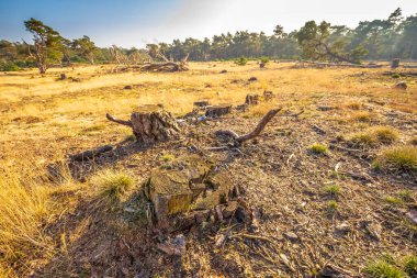 Hollanda, Hoge Veluwe Ulusal Parkı, ıssız orman arazisi 