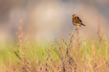 Alelade bir sazlık kiraz kuşu olan Emberiza schoeniclus dişisi, kamış tüyü Phragmites australis 'te şarkı söyler. Sazlık yatakları, bulutlu bir günde bahar mevsiminde sert rüzgarlar nedeniyle sallanıyor..