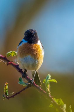 Stonechat, Saxicola rubicola, sabah güneşinde şarkı söyleyen erkek kuş.