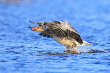 Gri-lag kaz Anser Anser 'in, güneşli bir günde, açık mavi gökyüzü ile su yüzeyinin üzerinde uçuşu.
