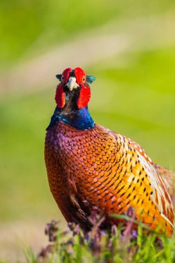 Erkek sülün Phasianus Colchicus yiyecek aramak için bir çim tarlasında yürüyor..