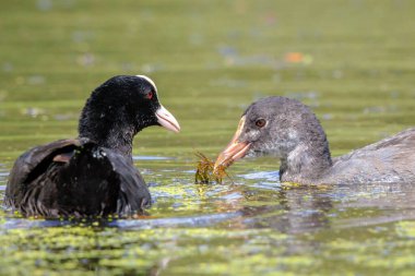 Avrasya coot, Fulica atra, kırmızı kafa ve siyah gövde yüzme ile piliç. Düşük görüş, canlı renkler ve güneş ışığı.