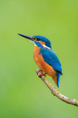 Kingfisher, Alcedo 'ya yakın çekim. Baharın erken saatlerinde gün ışığında bir dalın üzerine tünemiş yiyecek ve balık avlıyordu. Arkaplan yeşil, seçici odak kullanılır.