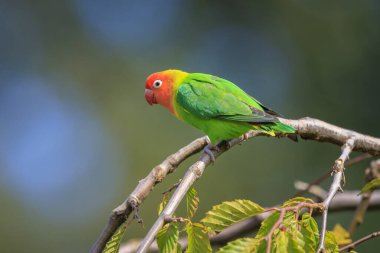 Renkli Fischer 'ın muhabbet kuşu Agapornis Fischeri' nin yakından, papağan kuşu tünedi.
