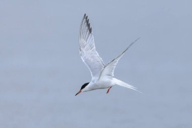 Bayağı sumru, Sterna hirundo, uçak içi ise avcılık balık için