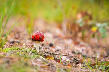 amanita muscaria, fly agaric or fly amanita basidiomycota muscimol mushroom with typical white spots on a red hat in a forest. Natural light, vibrant colors and selective focus. clipart