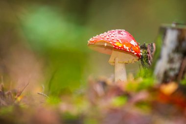 amanita muscaria, agarik uçmak ya da amanita bazidiomycota muscimol mantarı ile ormanda tipik beyaz noktalar. Doğal ışık, canlı renkler ve seçici odak.