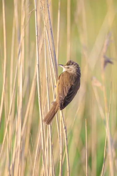 stock image Close up of a great reed warbler, acrocephalus arundinaceus, bird singing in reeds during Springtime early morning sun