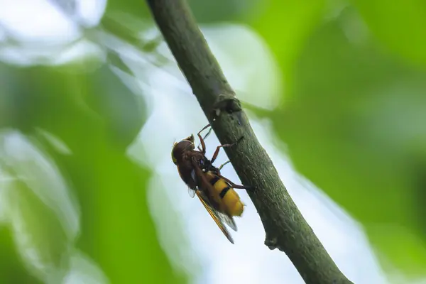 stock image Closeup of a Volucella zonaria, the hornet mimic hoverfly, feeding nectar on white flowers