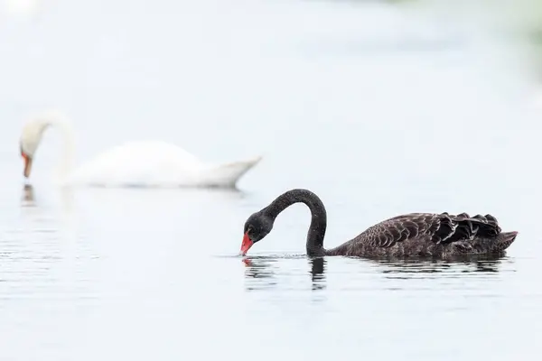 stock image Black swan, Cygnus atratus, togheter with a mute swan, Cygnus olor, swimming on the water surface. Selective focus technique used.