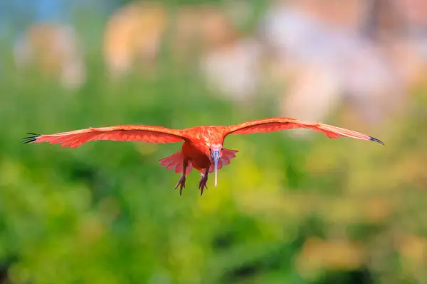 stock image Scarlet Ibis bird Eudocimus ruber tropical wader bird in flight. It is one of the two national birds of Trinidad and Tobago. 