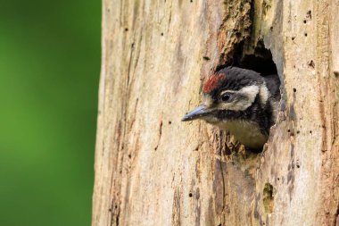 Büyük benekli ağaçkakan kuşu Dendrocopos Major 'un ormanda bir ağaç yuvasında yakın plan fotoğrafı.