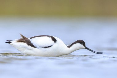 Pied Avocet, Recurvirostra avosetta 'nın yakın plan görüntüsü.