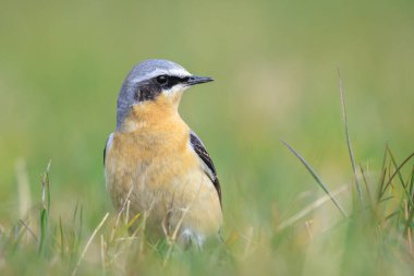 Kuzeyli bir erkek kuş olan Oenanthe Oenanthe Oenanthe 'ye yakın plan.