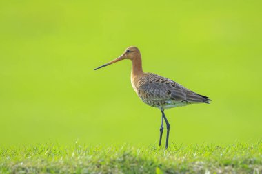 Siyah kuyruklu bir Godwit, Limosa Limosa, öğleden sonra güneşi önündeyken tarlada avazı çıktığı kadar bağıran dalgıç kuşu. Avrupa nüfusunun çoğu Hollanda 'da ürer..