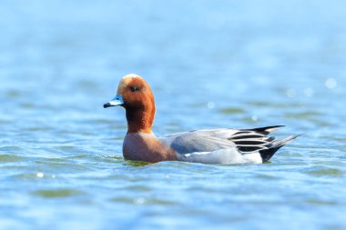 Avrasyalı bir erkek mareca penelope su üzerinde yüzüyor