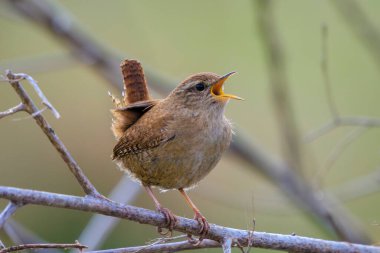 Avrasya Wren kuşunun yakın çekimi, Troglodit trogloditleri, bahar zamanı bir ormanda öten kuş.