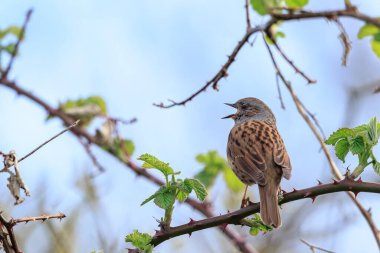 Dunnock 'un yakın çekimi, Prunella modülleri, ağaç vitrininde bir kuş ve ilkbaharda bir dişiyi cezbetmek için sabahın erken saatlerinde şarkı söylemesi..