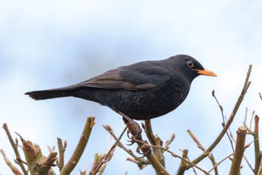 Erkek bir Avrupalı Karatavuk, Turdus Merula, açık ve güneşli bir bahar gününde bir ağaçta şarkı söylüyor..