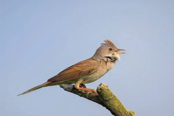 stock image Closeup of a Whitethroat bird, Sylvia communis, foraging in a green meadow