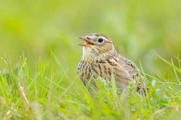 stock image Eurasian skylark bird, Alauda arvensis, in a meadow walking in bright sunlight.