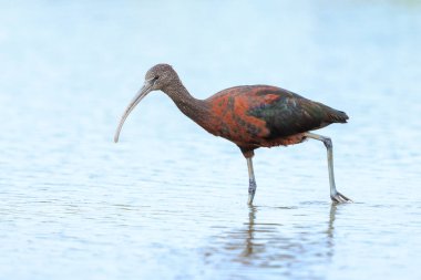 Glossy Ibis, Plegadis Falcinellus 'a yakın, suda tüy arayan balıkçı kuşu.