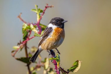 Stonechat, Saxicola rubicola, sabah güneşinde şarkı söyleyen erkek kuş.