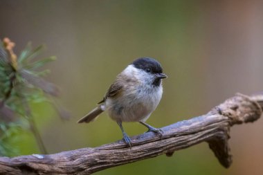 Close up of a marsh tit, poecile palustris, bird perched and bathing in water