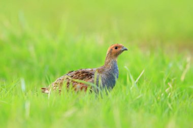 Gri bir kekliğin, Perdix Perdix perdix 'in, yeşil bir çayırda arama ve koşma.