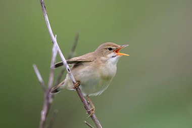 Bataklık bülbülü, Akrocephalus palustris, tarlada öten kuş.