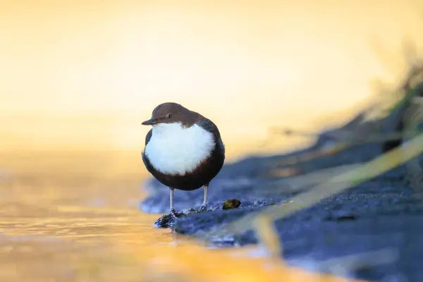 stock image Close-up of a Northern white-throated dipper, cinclus cinclus cinclus, foraging in water