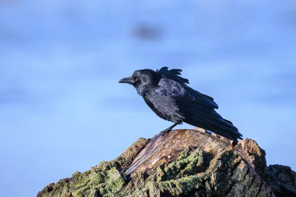 stock image Closeup of a carrion crow Corvus corone black bird perched in sunlight