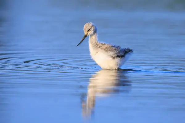 stock image Pied Avocet Recurvirostra avosetta wader bird chick foraging in water