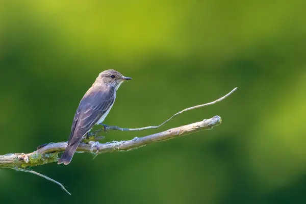 stock image Closeup of a spotted flycatcher bird, Muscicapa striata, perching on a branch, singing in a green forest during Springtime breeding season.