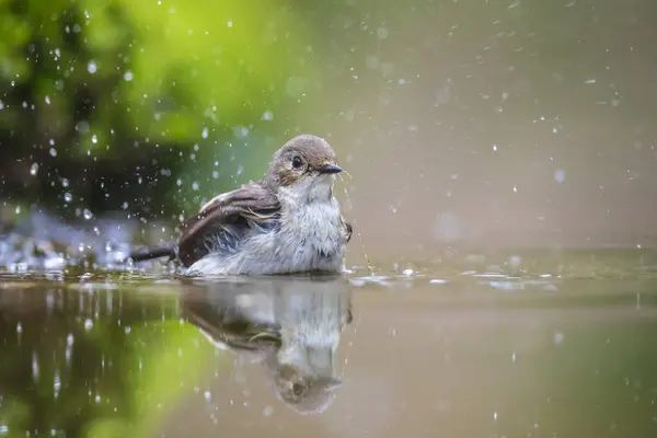 Stock image Closeup of a European pied flycatcher bird, Ficedula hypoleuca, perching on a branch, singing in a green forest during Springtime breeding season.