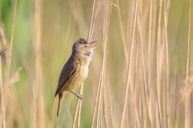 Büyük bir sazlık bülbülü, akrocephalus arundinaceus 'un yakınında, bahar sabahının erken saatlerinde sazlıklarda öten kuş.