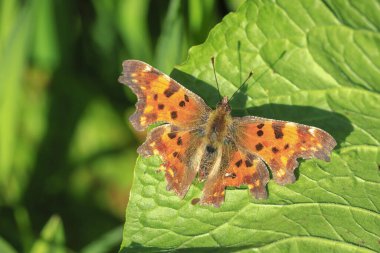 Virgül kelebek Polygonia c-albüm otlak yan görünüm bitki örtüsü üzerinde dinlenme