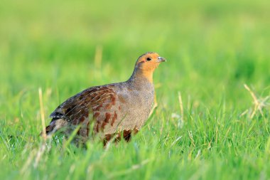 Gri bir kekliğin, Perdix Perdix perdix 'in, yeşil bir çayırda arama ve koşma.