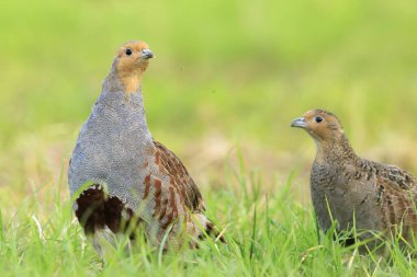 Gri bir kekliğin, Perdix Perdix perdix 'in, yeşil bir çayırda arama ve koşma.