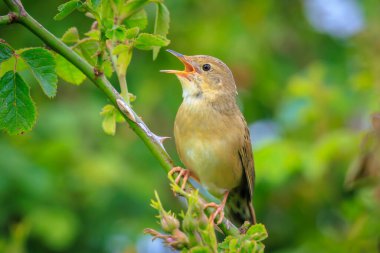 Ortak çekirge kamışçını kuş Locustella naevia bahar sırasında bir ormanda bir ağaç dalı çiftleşme.